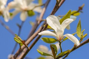 Magnolia kobus 150-175 cm met kluit - afbeelding 4