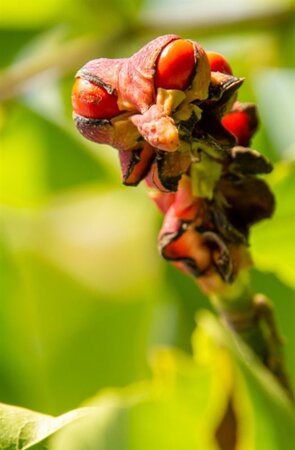 Magnolia kobus 150-175 cm met kluit - afbeelding 8