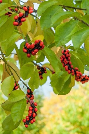 Magnolia kobus 150-175 cm met kluit - afbeelding 9