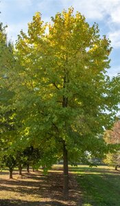 Magnolia kobus 175-200 cm draadkluit