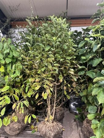 Magnolia kobus 175-200 cm draadkluit - afbeelding 29