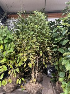 Magnolia kobus 175-200 cm draadkluit - afbeelding 29