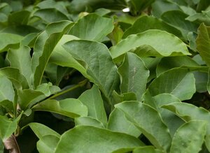 Magnolia kobus 175-200 cm draadkluit - afbeelding 22