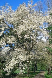 Magnolia kobus 175-200 cm draadkluit - afbeelding 28