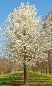 Magnolia kobus 175-200 cm draadkluit - afbeelding 16