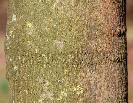 Magnolia kobus 175-200 cm draadkluit - afbeelding 14