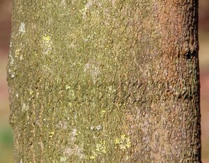 Magnolia kobus 175-200 cm draadkluit - afbeelding 14