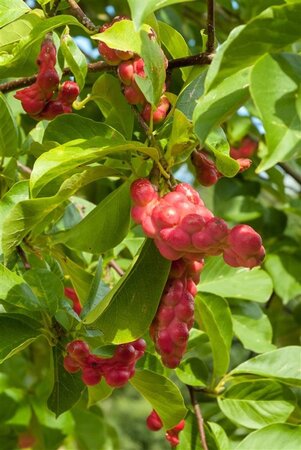 Magnolia kobus 175-200 cm draadkluit - afbeelding 4