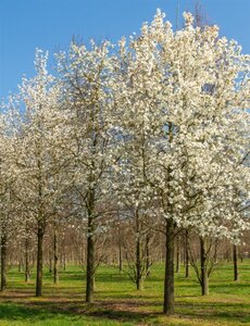 Magnolia kobus 175-200 cm draadkluit - afbeelding 13