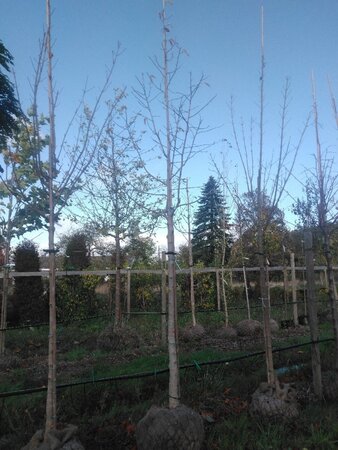 Magnolia kobus 18-20 Hoogstam draadkluit 3 X verplant - afbeelding 5