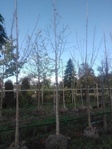 Magnolia kobus 18-20 Hoogstam draadkluit 3 X verplant - afbeelding 5