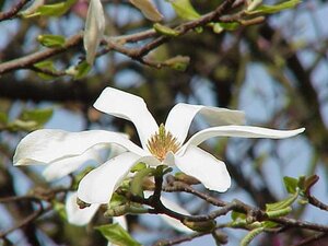 Magnolia kobus 18-20 Hoogstam draadkluit 3 X verplant - afbeelding 4