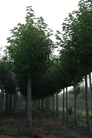 Magnolia kobus 18-20 Hoogstam draadkluit 3 X verplant - afbeelding 2