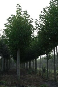 Magnolia kobus 18-20 Hoogstam draadkluit 3 X verplant - afbeelding 2