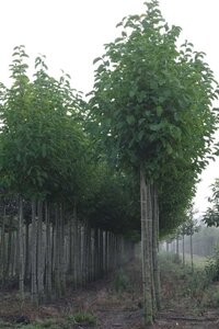 Magnolia kobus 18-20 STA WRB 3 X V