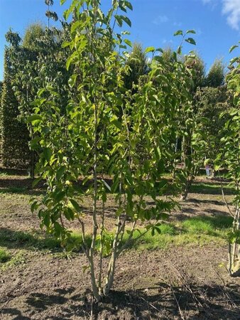 Magnolia kobus 250-300 cm draadkluit meerstammig