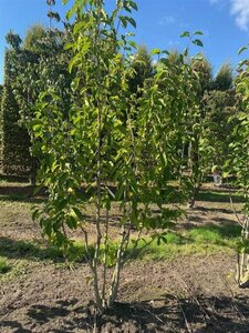 Magnolia kobus 250-300 cm draadkluit meerstammig