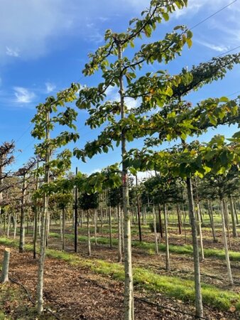 Magnolia kobus 30-35 Hoogstam draadkluit lei 200cm stam 5 etages