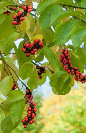 Magnolia kobus 600-700 cm draadkluit - afbeelding 3