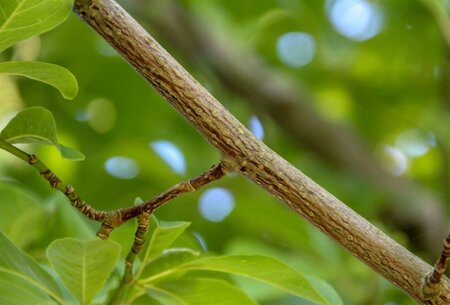 Magnolia kobus 600-700 cm draadkluit - afbeelding 24