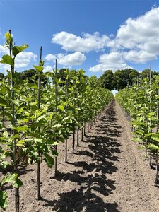 Magnolia kobus 6-8 cm wortelgoed geveerd