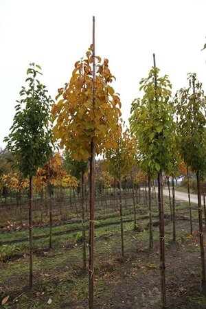 Magnolia kobus 8-10 Hoogstam draadkluit - afbeelding 2