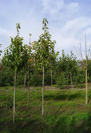 Magnolia kobus 8-10 Hoogstam draadkluit - afbeelding 3