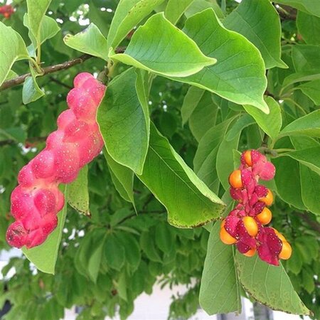 Magnolia kobus 8-10 Hoogstam draadkluit - afbeelding 7