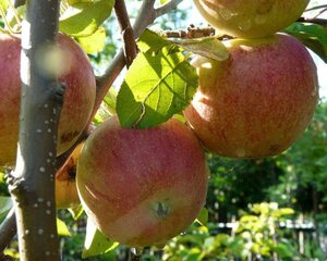 Malus d. 'Jonagored' laagstam wortelgoed leiboom rek