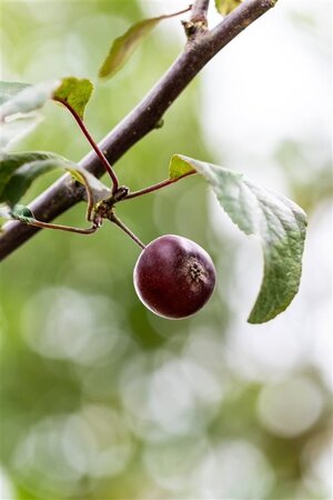 Malus 'Lemoinei' 16-18 Hoogstam wortelgoed 3 X verplant - afbeelding 1