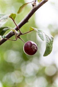 Malus 'Lemoinei' 18-20 Hoogstam draadkluit 3 X verplant