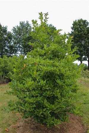 Magnolia loebneri 'Leonard Messel' 100-125 cm container - afbeelding 3