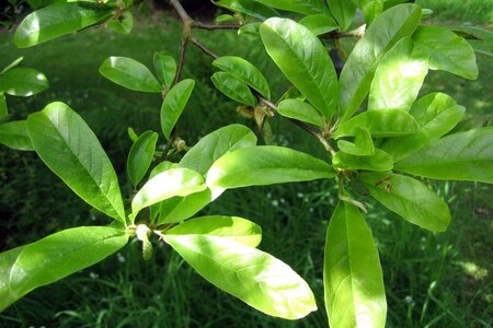 Magnolia loebneri 'Leonard Messel' 100-125 cm container - afbeelding 6