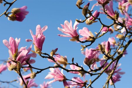 Magnolia loebneri 'Leonard Messel' 125-150 cm met kluit struik - afbeelding 2