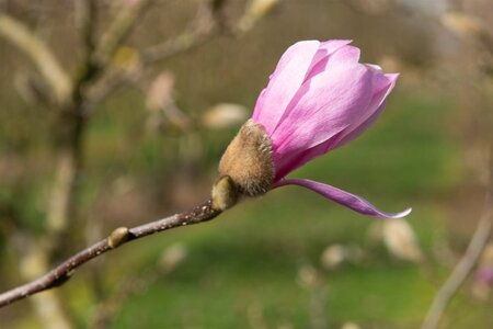 Magnolia loebneri 'Leonard Messel' 125-150 cm met kluit struik - afbeelding 4