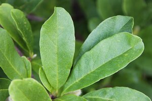 Magnolia loebneri 'Leonard Messel' 125-150 cm met kluit struik - afbeelding 5