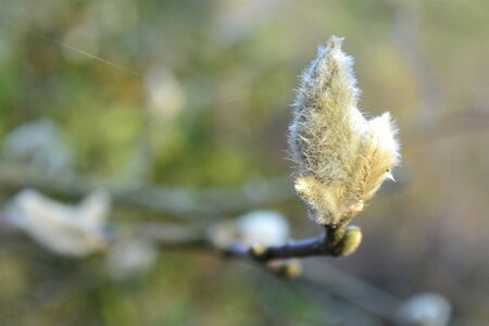 Magnolia loebneri 'Leonard Messel' 125-150 cm met kluit struik - afbeelding 8