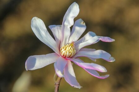 Magnolia loebneri 'Leonard Messel' 125-150 cm met kluit struik - afbeelding 9