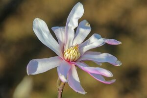 Magnolia loebneri 'Leonard Messel' 125-150 cm met kluit struik - afbeelding 9