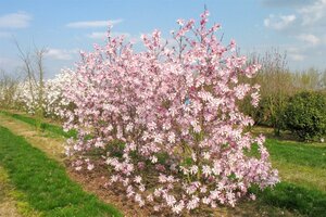 Magnolia loebneri 'Leonard Messel' 80-100 cm container - afbeelding 4