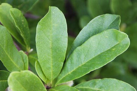 Magnolia loebneri 'Leonard Messel' 80-100 cm container - afbeelding 8
