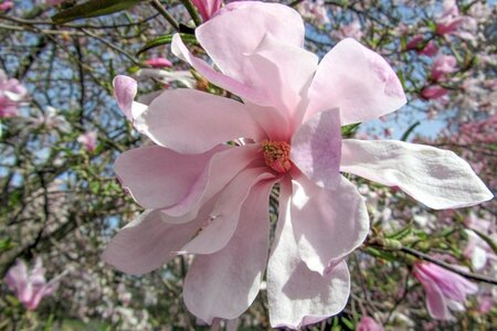 Magnolia loebneri 'Leonard Messel' 80-100 cm container - afbeelding 1