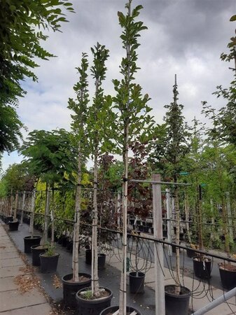 Magnolia loebneri 'Merrill' 12-14 Hoogstam container - afbeelding 1