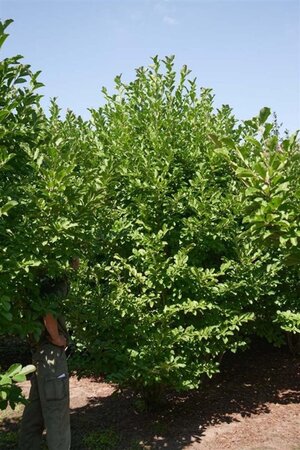 Magnolia loebneri 'Merrill' 350-400 cm draadkluit meerstammig