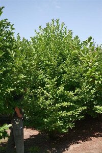 Magnolia loebneri 'Merrill' 350-400 cm draadkluit meerstammig