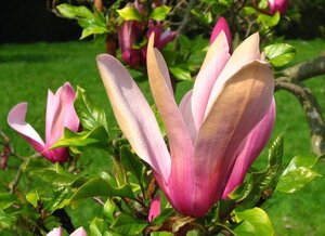 Magnolia l. 'Nigra' 150-175 cm container - afbeelding 4