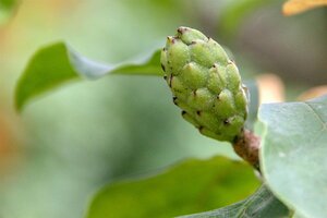 Magnolia l. 'Nigra' 150-175 cm container - afbeelding 6