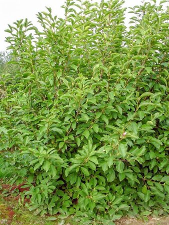 Magnolia l. 'Nigra' 60-80 cm container - afbeelding 2