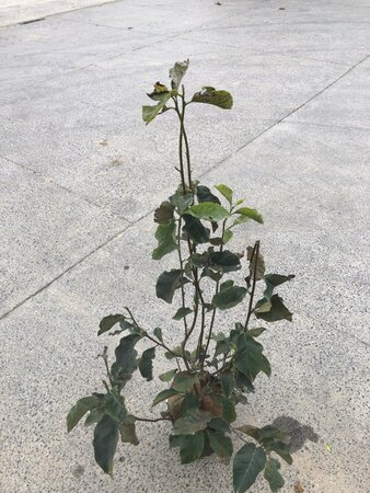 Magnolia l. 'Nigra' 80-100 cm cont. 15L