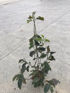 Magnolia l. 'Nigra' 80-100 cm cont. 15L